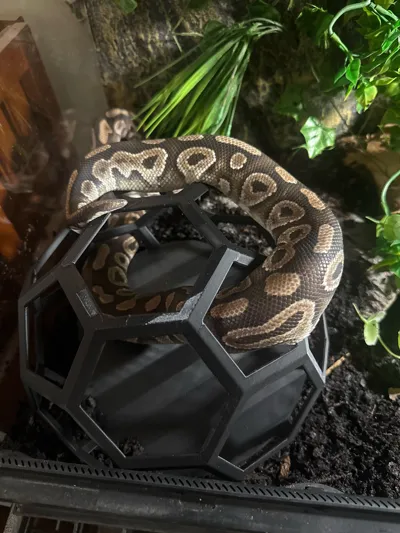 https://makerworld.bblmw.com/makerworld/model/510212/426278/ratings/e28058b0-5a24-11f0-9f97-6bc0e1e6c317.jpg