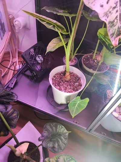 https://makerworld.bblmw.com/makerworld/model/571281/491296/ratings/9bd121b0-7211-11f0-b4b2-459c15f1b7ea.jpg