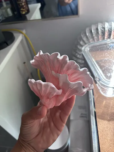 https://makerworld.bblmw.com/makerworld/model/606248/536535/ratings/64e351b0-5217-11f0-85e7-2919b7369d16.jpg
