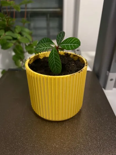 https://makerworld.bblmw.com/makerworld/model/663667/590930/ratings/639fc8a0-91a6-11f0-a716-0b7211d5985e.jpg