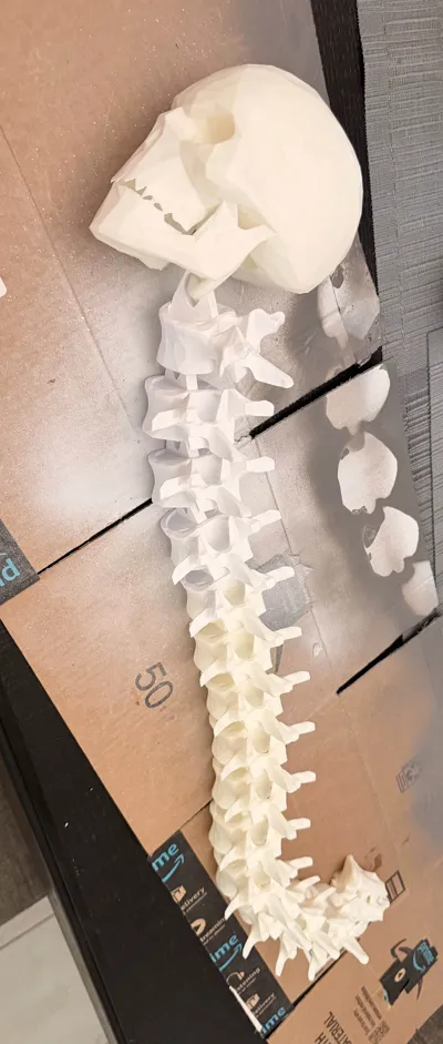 Articulated Halloween Spine and Skull - Free 3D Print Model - MakerWorld