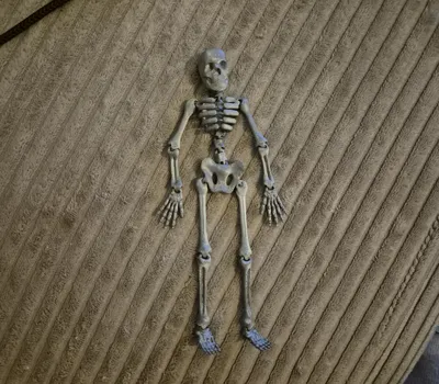 Flexi skeleton by uni3Dworld MakerWorld: Download Free 3D Models