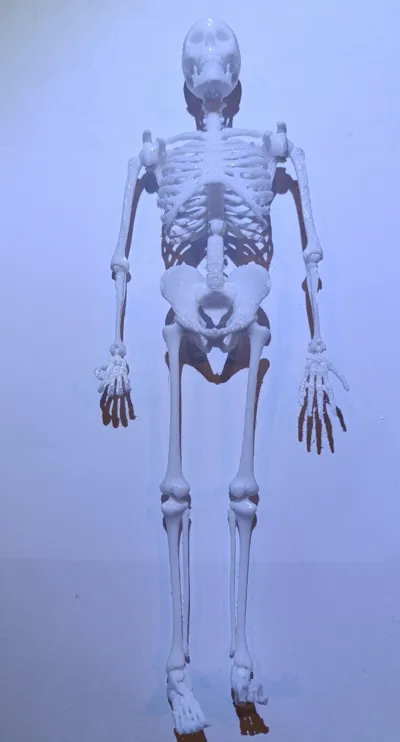 Articulated Skeleton Remixed by Jakmar MakerWorld: Download Free 3D Models