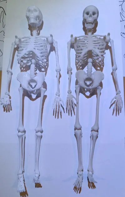 Articulated Skeleton Remixed by Jakmar MakerWorld: Download Free 3D Models