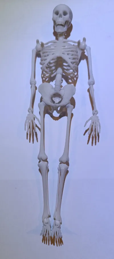 Articulated Skeleton Remixed by Jakmar MakerWorld: Download Free 3D Models