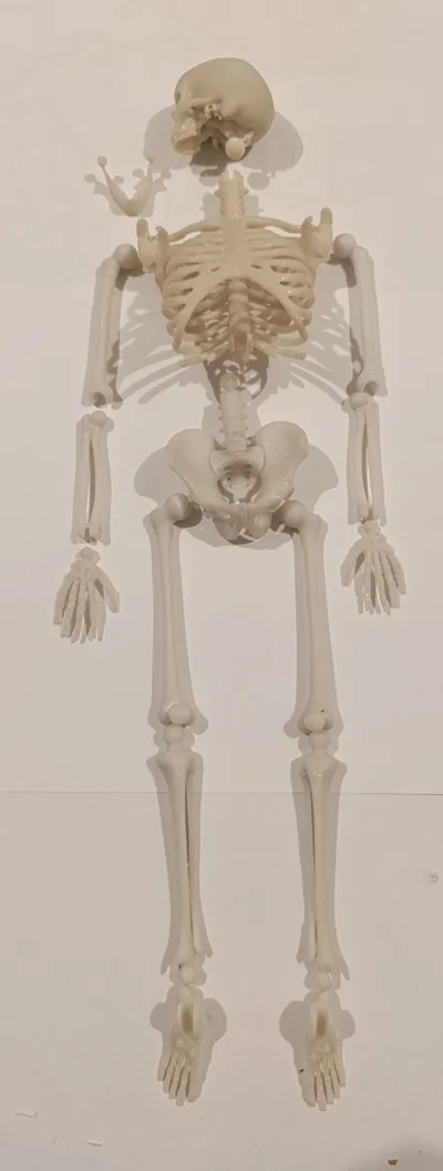 Articulated Skeleton Remixed by Jakmar MakerWorld: Download Free 3D Models