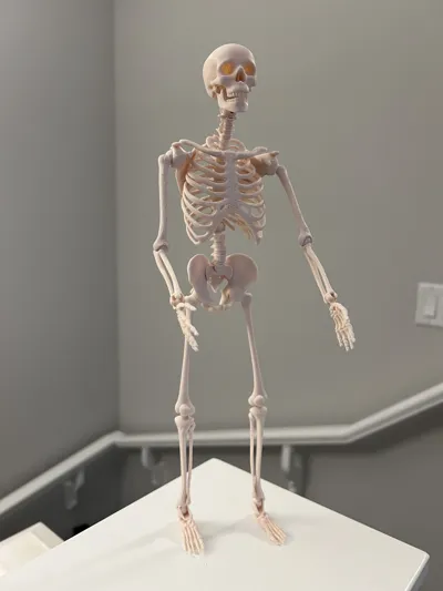 Articulated Skeleton Remixed by Jakmar MakerWorld: Download Free 3D Models