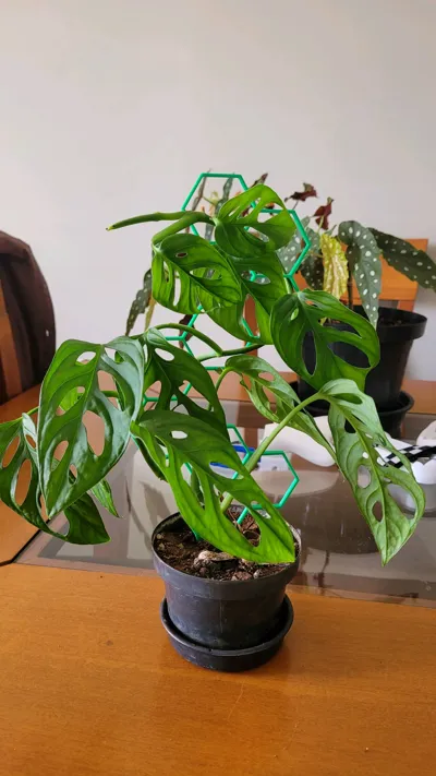 https://makerworld.bblmw.com/makerworld/model/742607/675124/ratings/a1957cd0-befc-11f0-a48b-dfa710a65839.jpg