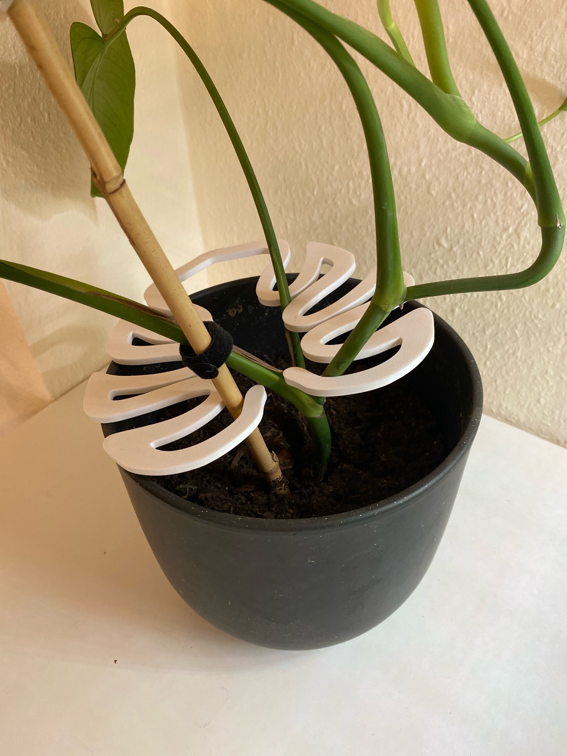 monstera burle marx flame tc Monstera dilacerata aka Burle Marx Flame TC Plantlet Grower's Choice *In Stock* Acclimated (In Stock)