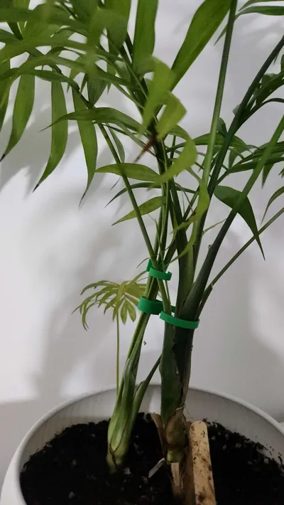 https://makerworld.bblmw.com/makerworld/model/768506/974693/ratings/e16f6800-d240-11f0-8c3f-2d2a12abea8f.jpg