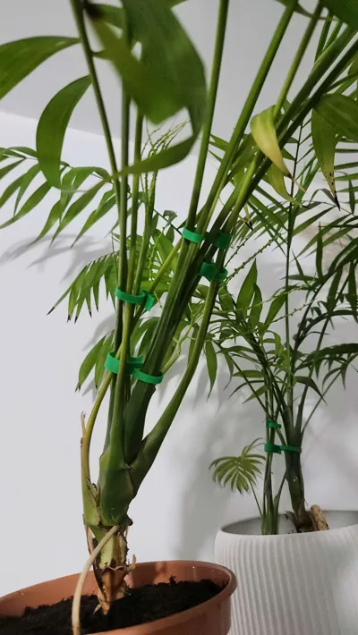 https://makerworld.bblmw.com/makerworld/model/768506/974693/ratings/e17693f0-d240-11f0-8c3f-2d2a12abea8f.jpg