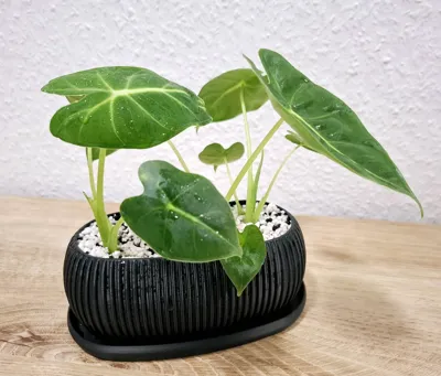 https://makerworld.bblmw.com/makerworld/model/879547/833408/ratings/96678b50-395f-11f0-8d74-0569bdd43193.jpg