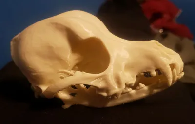https://makerworld.bblmw.com/makerworld/model/896373/854481/ratings/c8d71fe0-ded4-11f0-98f5-edfb26ab3878.jpg