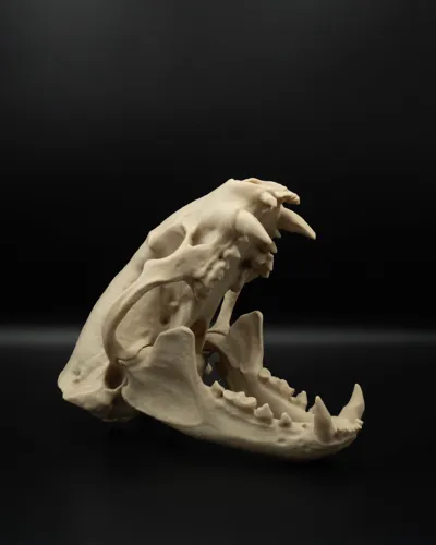 https://makerworld.bblmw.com/makerworld/model/904906/1044329/ratings/7df2dd50-8a3a-11f0-9b66-31fbc6e46d2d.jpg