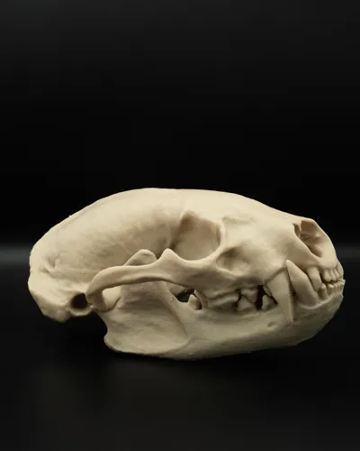 https://makerworld.bblmw.com/makerworld/model/904906/1044329/ratings/7df37990-8a3a-11f0-9b66-31fbc6e46d2d.jpg