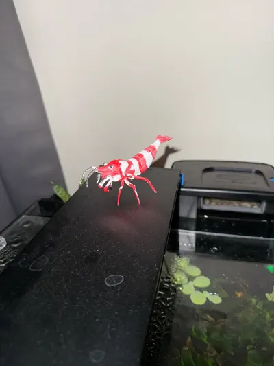 https://makerworld.bblmw.com/makerworld/model/954759/1096930/ratings/c4fb0ee0-d4a7-11f0-8861-abfc9d922bee.jpg