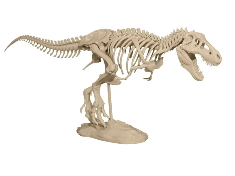 T-Rex Skeleton