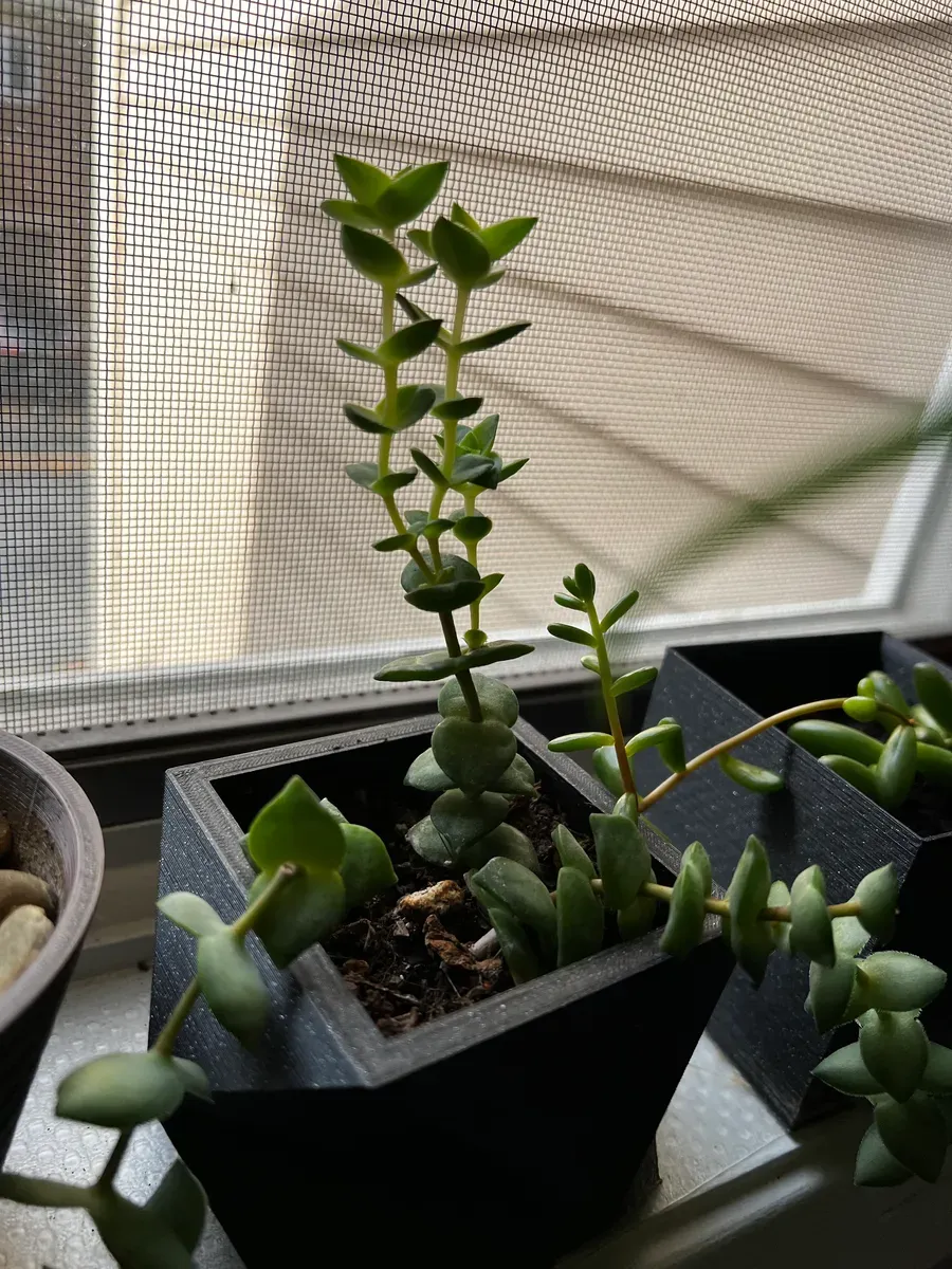 Set of Geometric Planters by TurtleTech Creations - MakerWorld