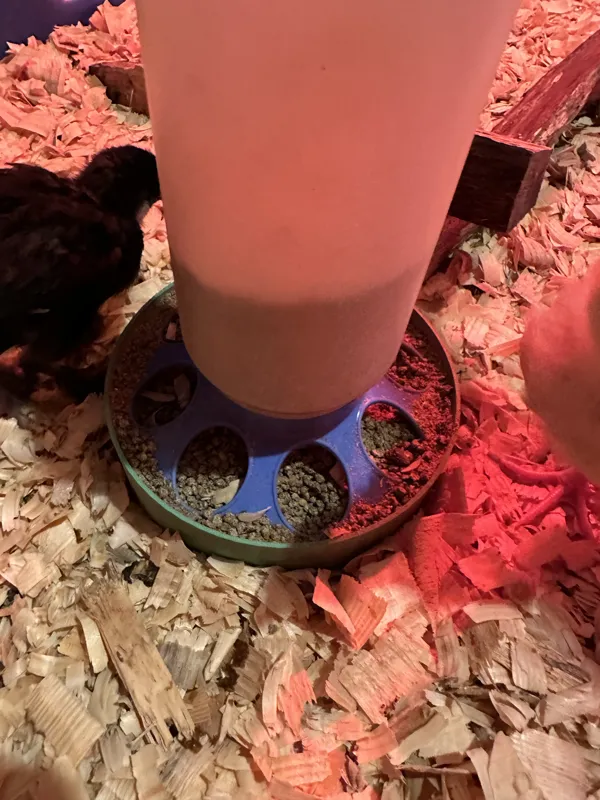 Chick/Chicken Feeder Catch Bowl