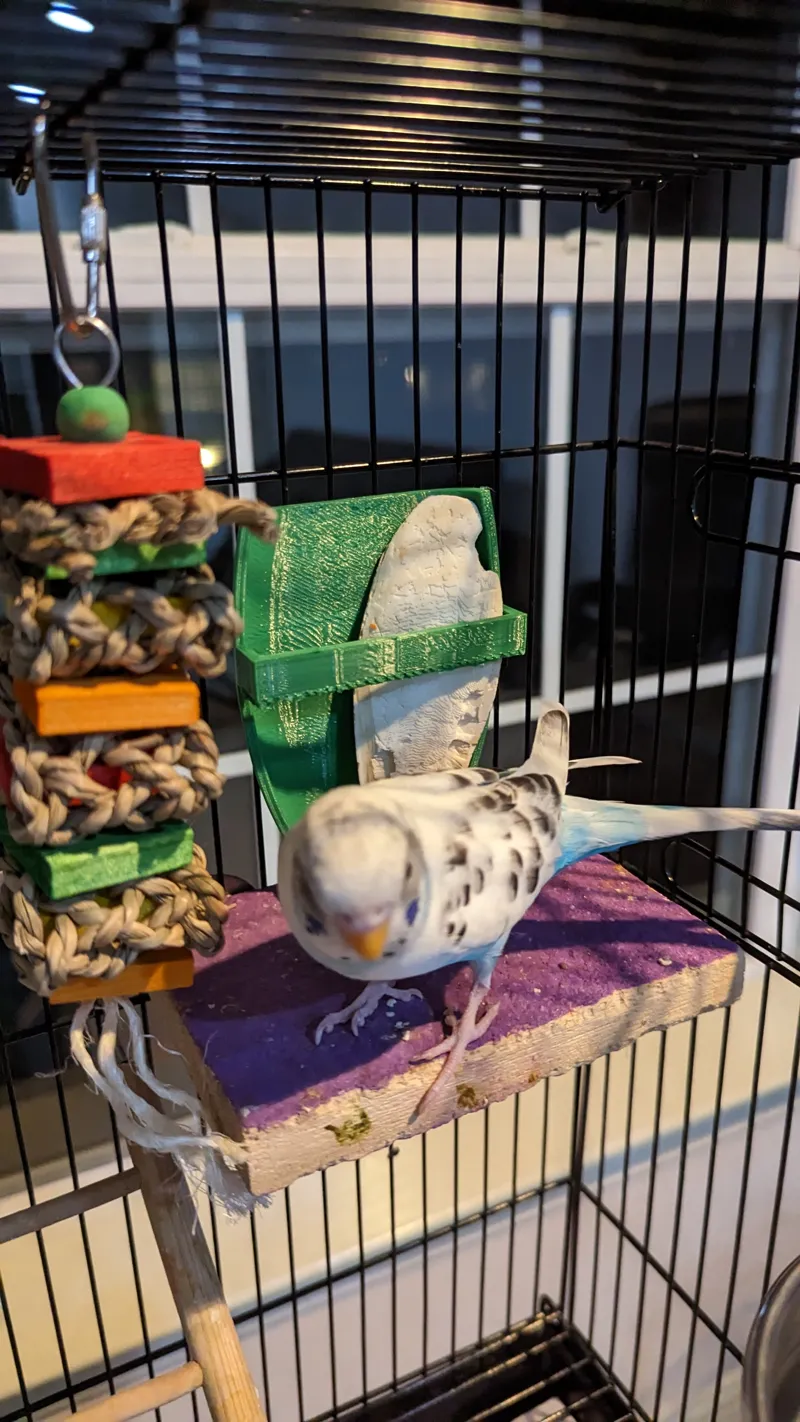 Cuttlebone Holder for Parakeets, Cockatiels, and Other Small Birds