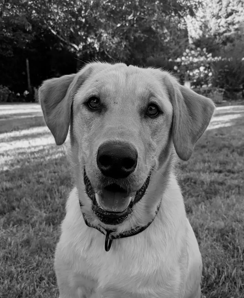 Dog Lithophane 