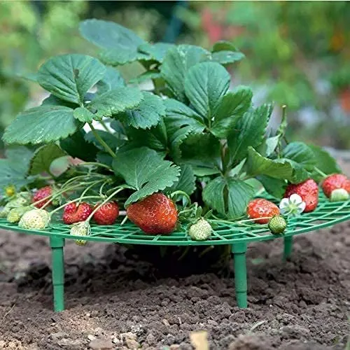 Support de croissance pour fraisiers