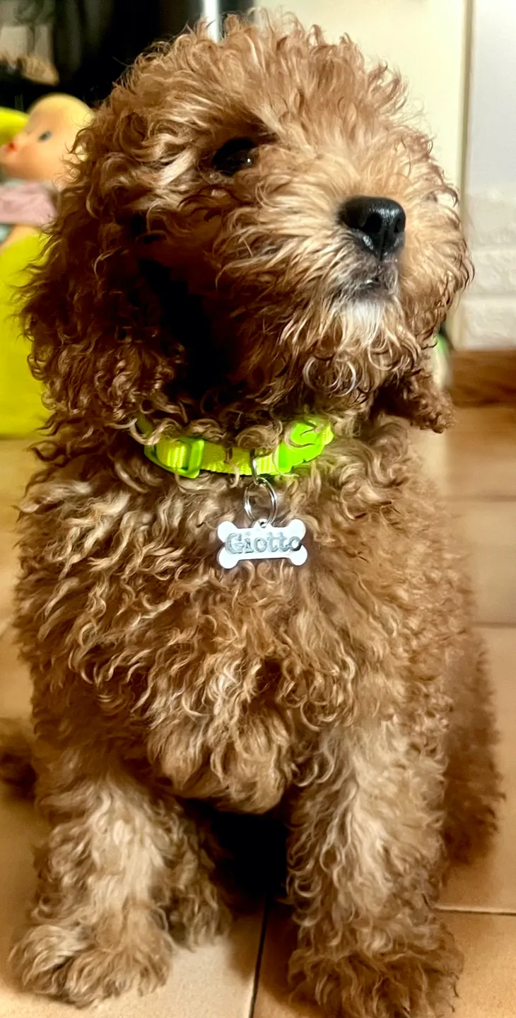 Dog Tag Giotto