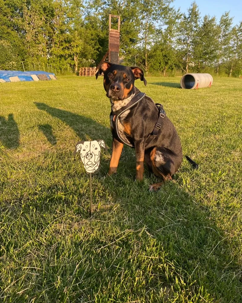 Dog Silhouette