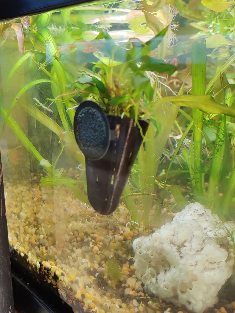 Aquarium planter suction cup