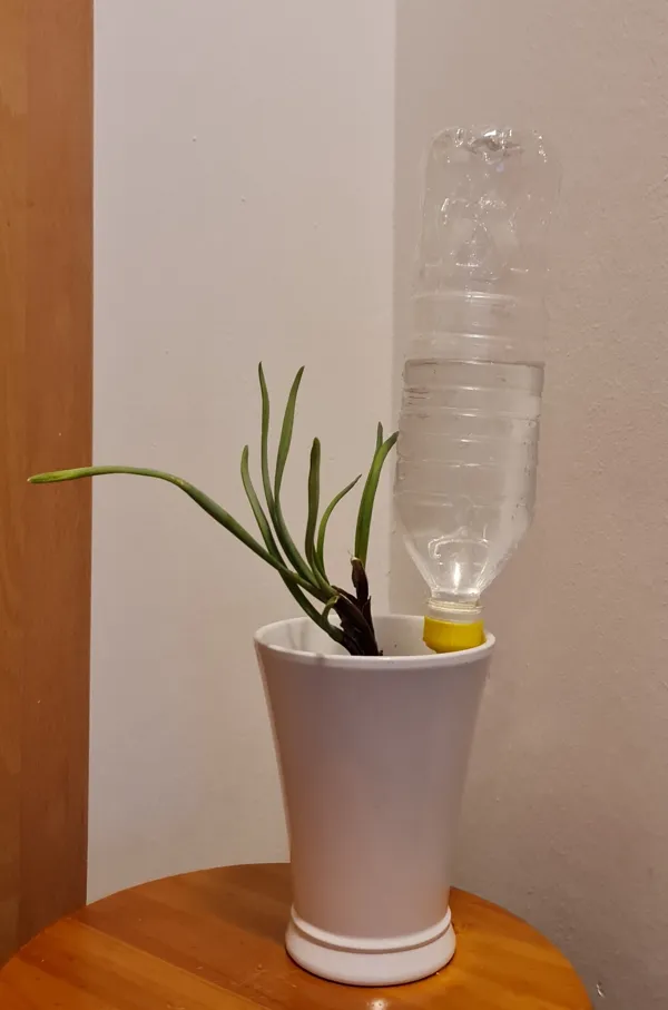 https://makerworld.bblmw.com/makerworld/model/DSM00000000125999/design/2024-01-06_0c0t7gsmx921.jpg