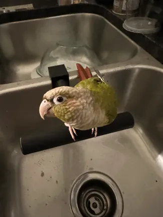 Bird Bath Perch for Double Sink