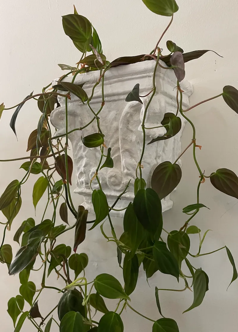 Hanging Classic Planter