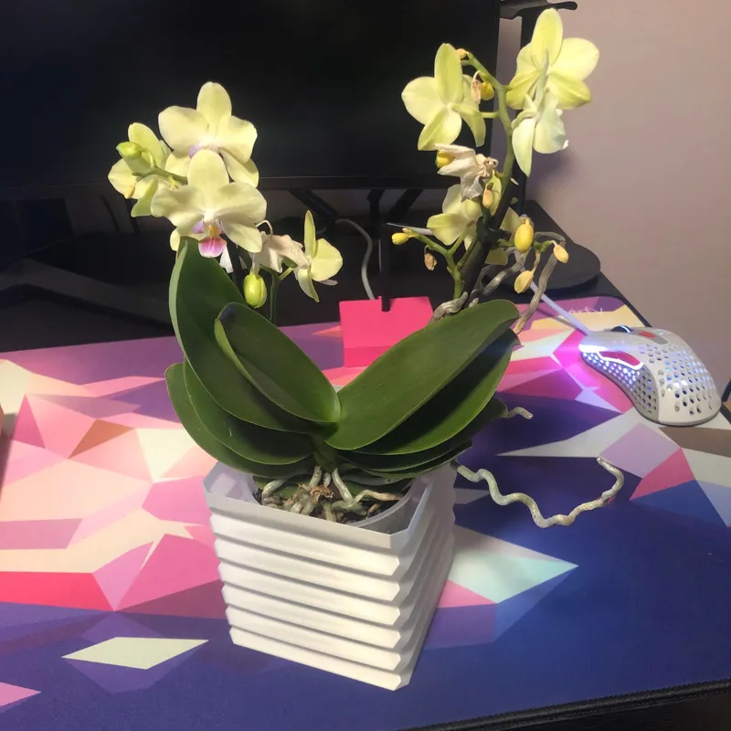 Accordion Flower Pot