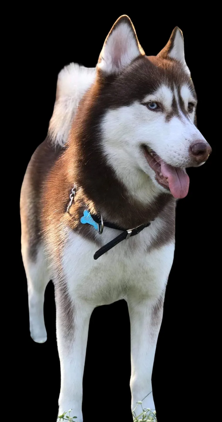 Husky Lithophane