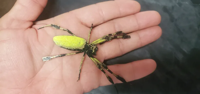 banana spider - hueforge