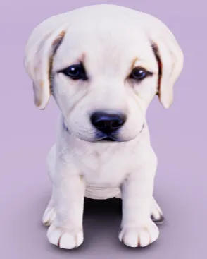 Labrador Puppy