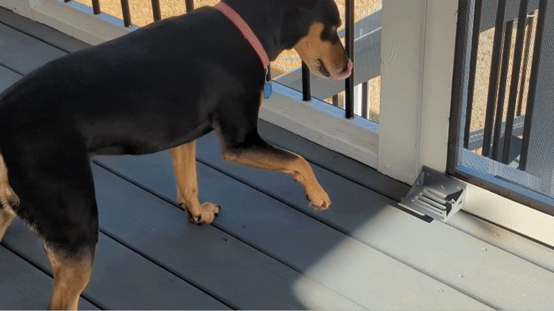 Doggie Paw Pull for Screen Door