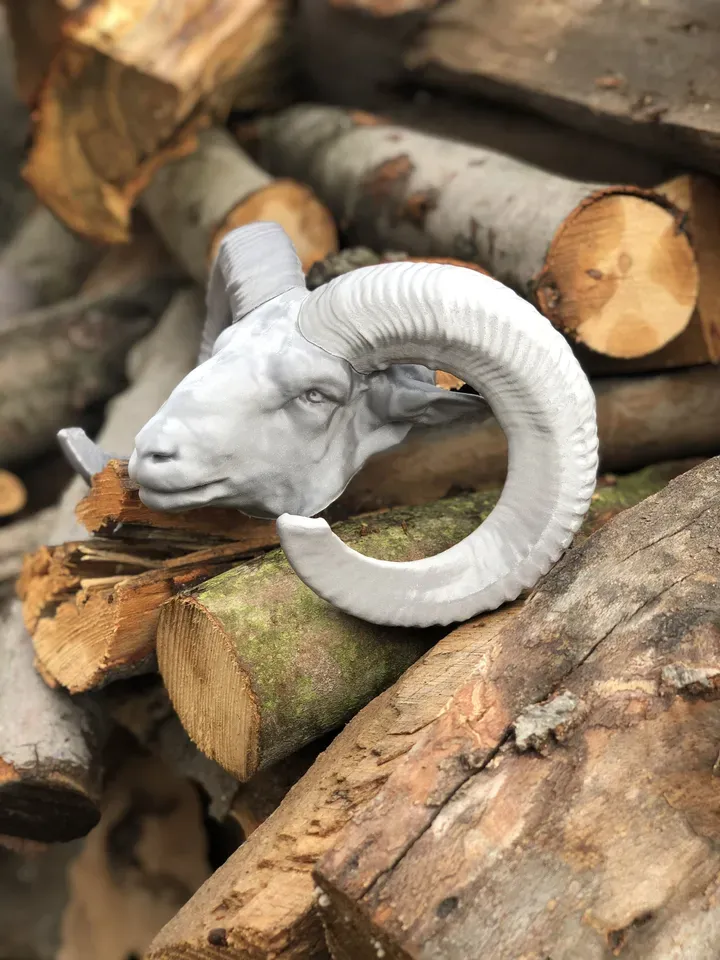 Mouflon Head