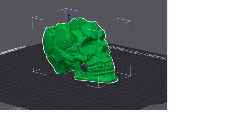 Detailed Hollowed Skull - Open top
