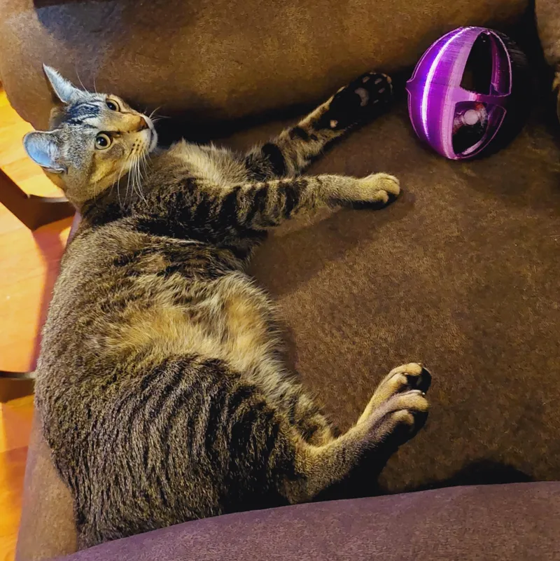 Print In Place Rattling Pet Ball
