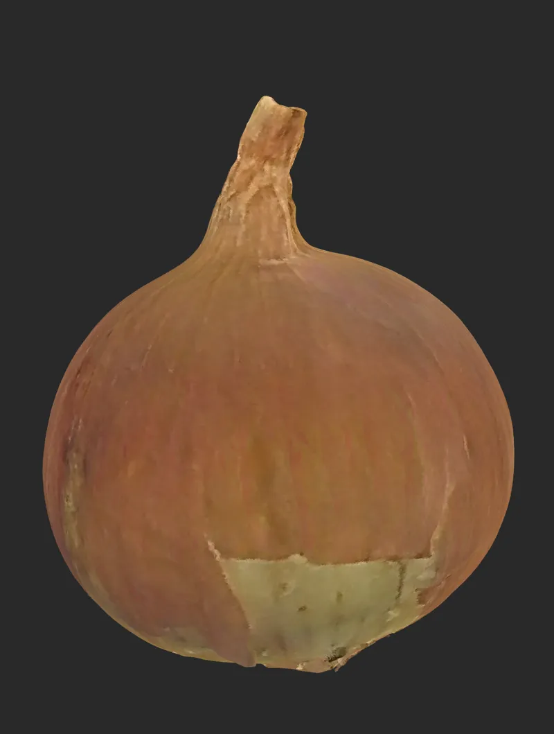 Onion | 3D Scanned