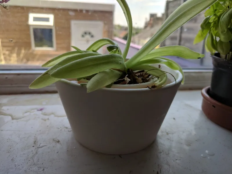 Wet planter