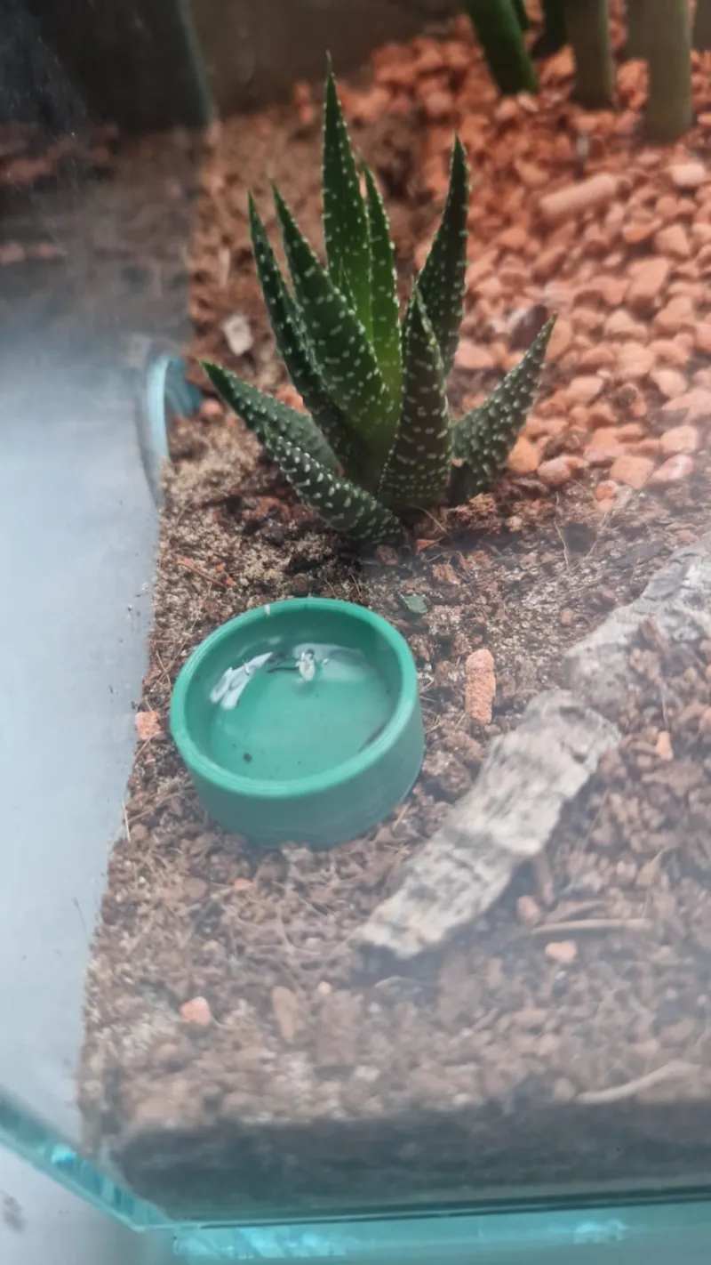 Ant Feeder