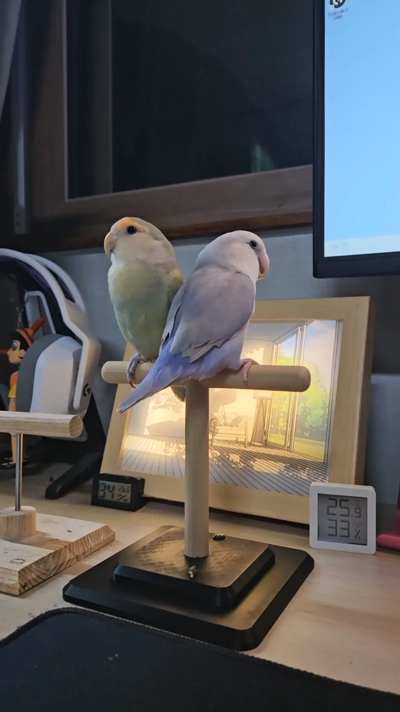 perch for parrot