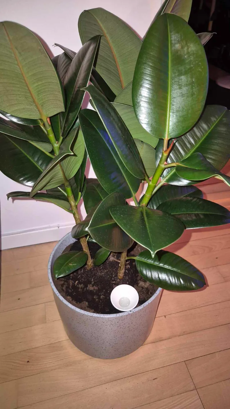 Watering pipe for plants