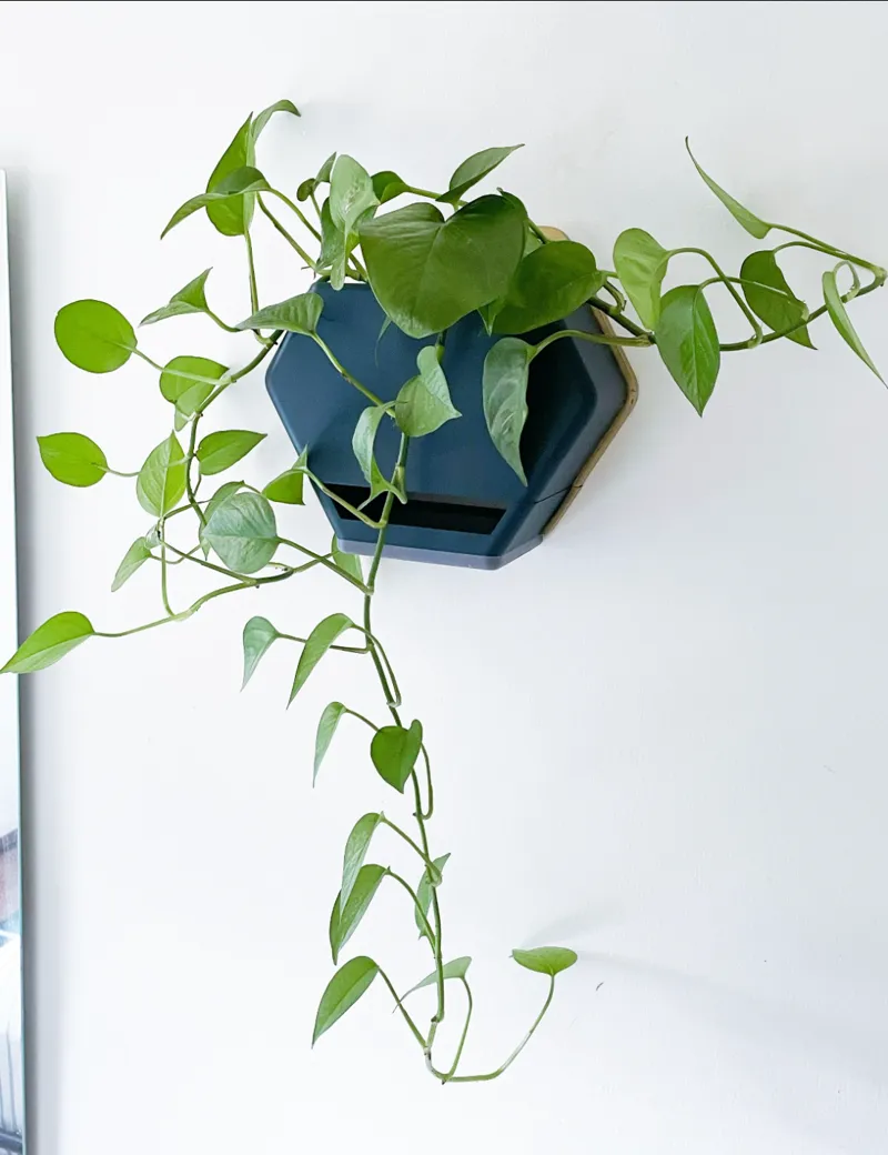 Hexagon Wall Planter
