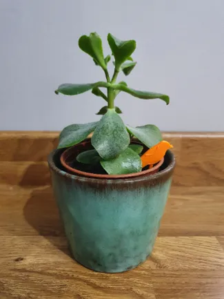House plant pot bird - decoration