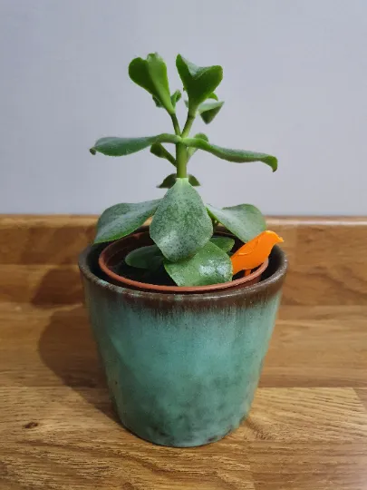 House plant pot bird - decoration