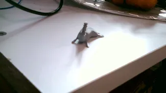 bagel seal