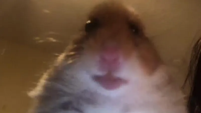 hamster (hampster) 